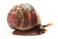 Acavus haemastoma haemastoma Mirrisa, Sri Lanka